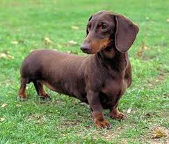 DACHSHOUND