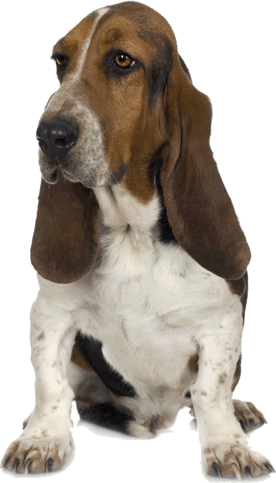 BASSET HOUND