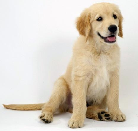 golden retrievier