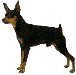 PINSCHER