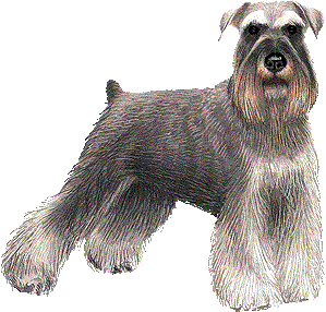 SCHNAUZER