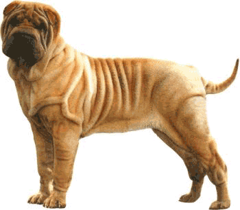 SHARPEI